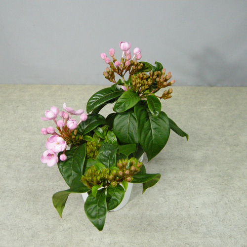 ☆ENGEI ichioki☆匂い桜・ニオイザクラ「べにふじ」03☆甘い