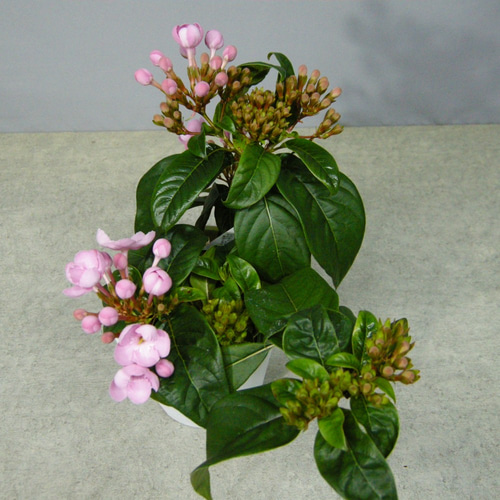 ☆ENGEI ichioki☆匂い桜・ニオイザクラ「べにふじ」03☆甘い香りがし