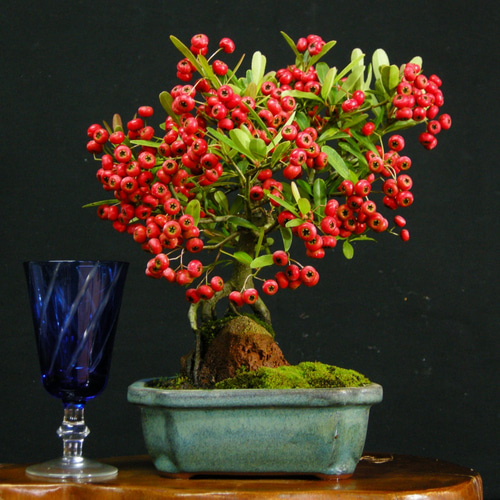 ピラカンサ 盆栽 石付き 【公式通販】
