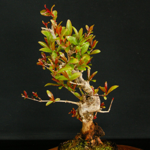 ☆人気の花物盆栽☆花ザクロ・小品盆栽☆ アートフラワー ENGEI