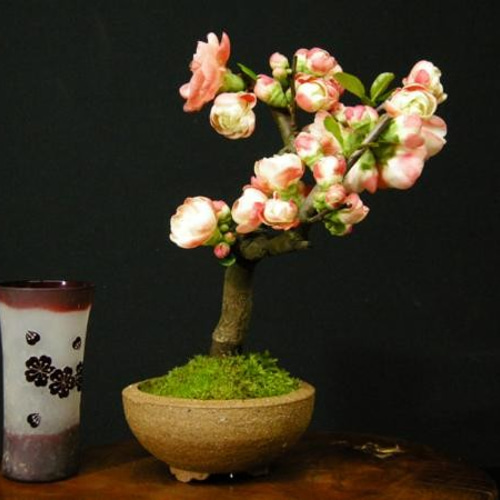 ☆人気の花物盆栽☆ボケ：品種名「大晃錦」小品盆栽・八重咲き