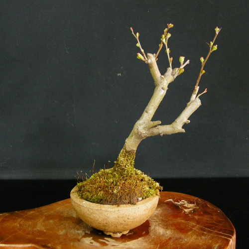 ☆人気の花物盆栽☆ボケ：品種名「大晃錦」小品盆栽・八重咲き