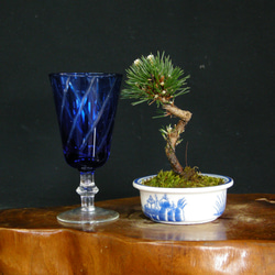 ☆三河黒松・小品盆栽・03☆可愛らしいミニ盆栽☆ アートフラワー