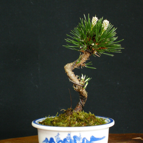 ミニ景色盆栽：三河黒松*（瀬戸焼楕円鉢）＜数量限定＞苔 和