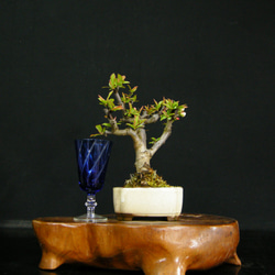 ☆人気の花物盆栽☆ボケ：品種名「安田錦」・人気の咲分け花☆ アート