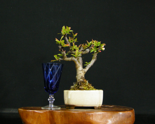 1_e1176e77882df09f1c974ae417a7