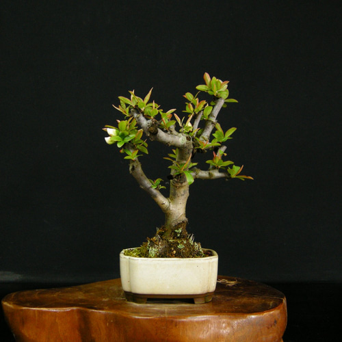 ☆人気の花物盆栽☆ボケ：品種名「安田錦」・人気の咲分け花☆ アート