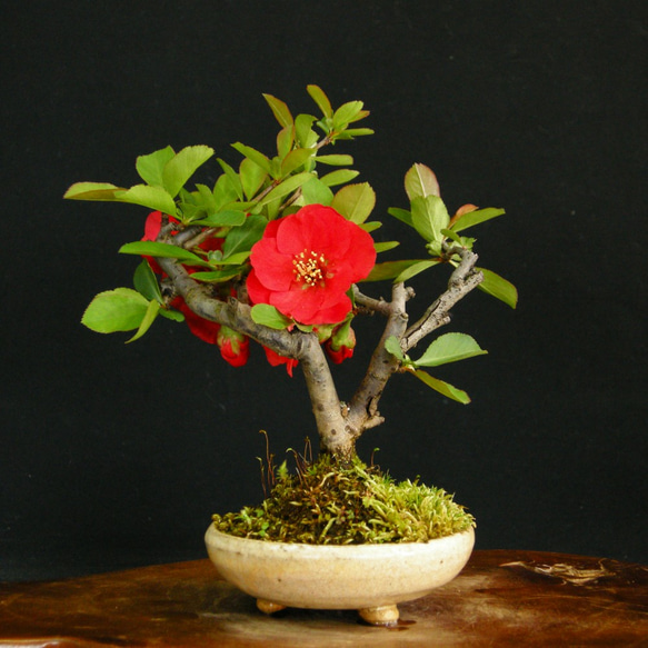 ボケ盆栽/ 紅花 ボケ盆栽/ 紅花