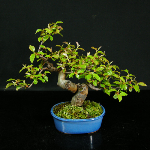 花梨(カリン) 盆栽 花梨（カリン） A2809☆かりん 花物実物類 中品盆栽☆「送料無料