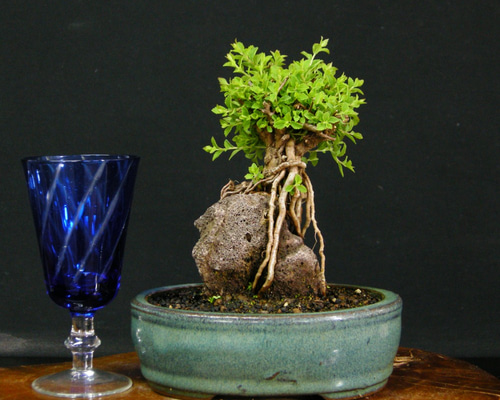 鉢古い小品盆栽〈五枚葉あけび〉☆8/3までの出品 A bonsai that has been made from a sapling for 5 years - YouTube