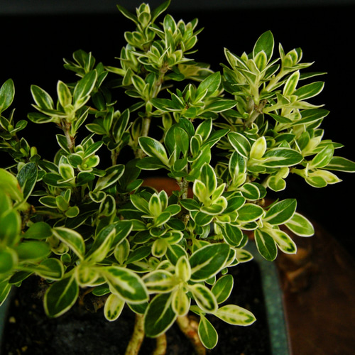 ☆人気の花物盆栽☆斑入白鳥花・小品盆栽・石付根上り・02
