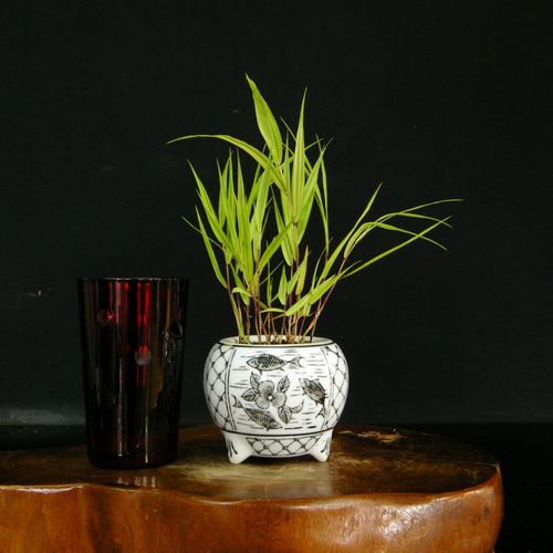 特大良品風知草❗フウチソウ36号鉢1鉢 特大良品風知草❗フウチソウ36号