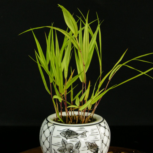 ☆人気の草物盆栽☆風知草・フウチソウ・02・丈夫な多年草