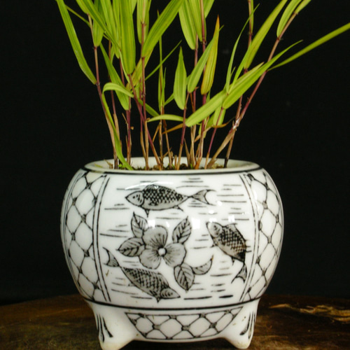 特大良品風知草❗フウチソウ36号鉢1鉢 風知草｜【植物のITANSE】全品送料無料・即出荷!