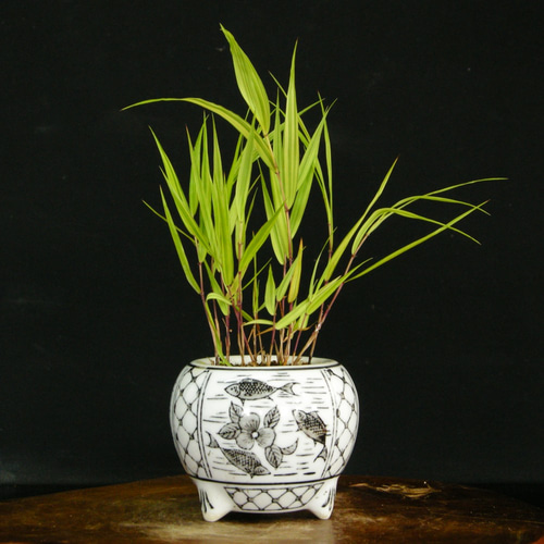 特大良品風知草❗フウチソウ36号鉢1鉢 特大良品風知草❗フウチソウ36号鉢1鉢 特大良品風知草❗フウチソウ36