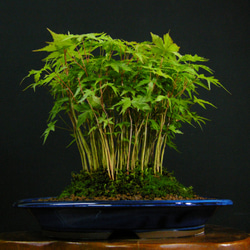 ☆ENGEI ichioki☆紅葉・寄せ樹作り・平鉢盆栽☆形良好な一品