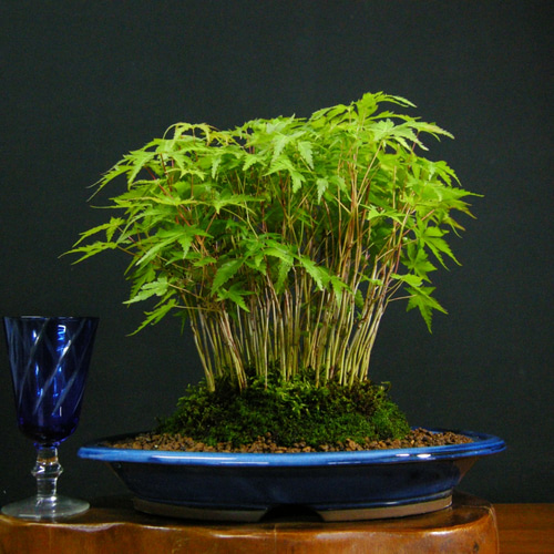 ☆ENGEI ichioki☆紅葉・寄せ樹作り・平鉢盆栽☆形良好な一品