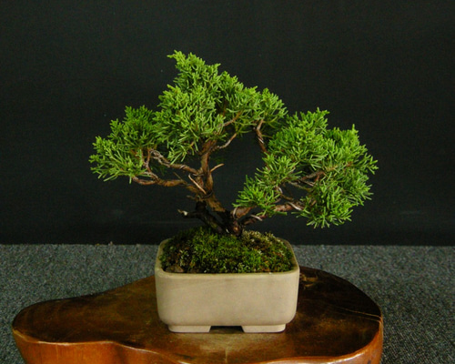 【一起園芸】糸魚川真柏・中品盆栽◆人気盆栽樹・形良好な一品です◆ 盆栽 真柏 糸魚川真柏 育て方ガイド付 送料無料 無料ラッピング 趣味