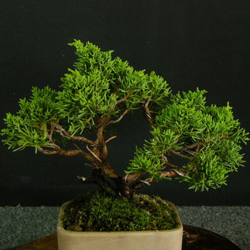 ☆ENGEI ichioki☆糸魚川真柏・小品盆栽・06☆丈夫で育てやすい人気