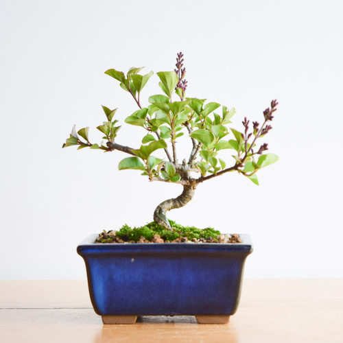 ヒメライラック　確認用 姫ライラック | PROVEN WINNERS (PW)【植物の国際ブランド】
