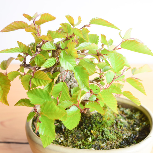 アカメソロ no.182 盆栽 盆栽やす 通販 11620795｜Creema(クリーマ)