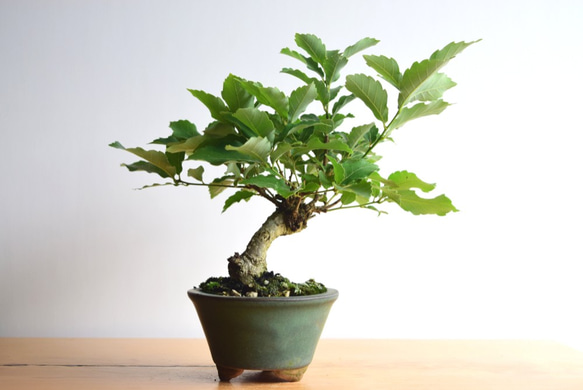 どんぐりの木(コナラ) no.279 盆栽 盆栽やす 通販 11846876｜Creema