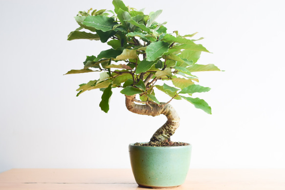 コナラ(どんぐりの樹) no.387 盆栽 盆栽やす 通販 12440262｜Creema