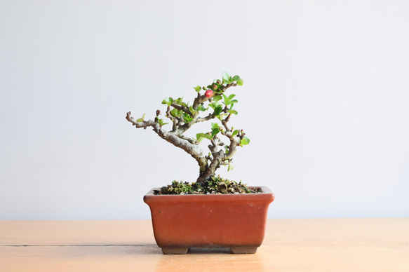 長寿梅(赤花) no.391 盆栽 盆栽やす 通販 12709152｜Creema(クリーマ)