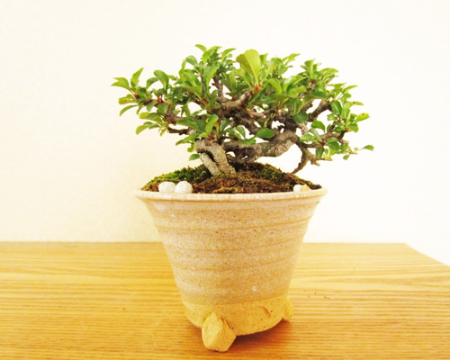 小品盆栽 カエデ・キンズ・欅・長寿梅・ボケ 盆栽 陶器鉢 苔付き 飾棚
