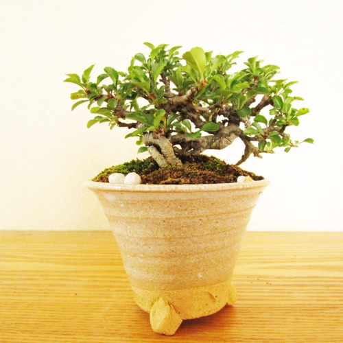 小品盆栽 カエデ・キンズ・欅・長寿梅・ボケ 盆栽 陶器鉢 苔付き 飾棚 小品