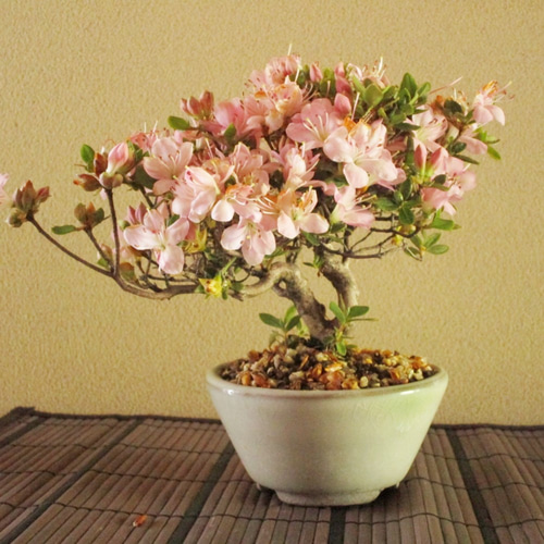 盆栽 ミヤマキリシマ 花目多数 28cm 正規アウトレット通販