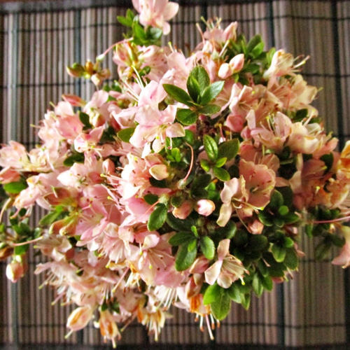 小品盆栽 ミヤマキリシマ no.00108 その他インテリア雑貨 盆栽やす