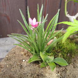 軽石寄せ植え(モミジ、屋久島ギボウシ、アッツ桜) no.139 2枚目の画像