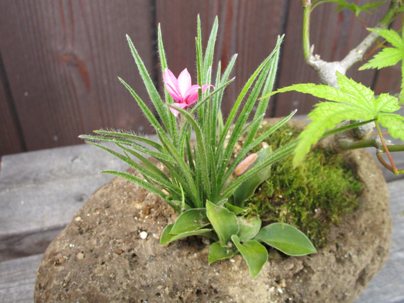 軽石寄せ植え(モミジ、屋久島ギボウシ、アッツ桜) no.139 2枚目の画像