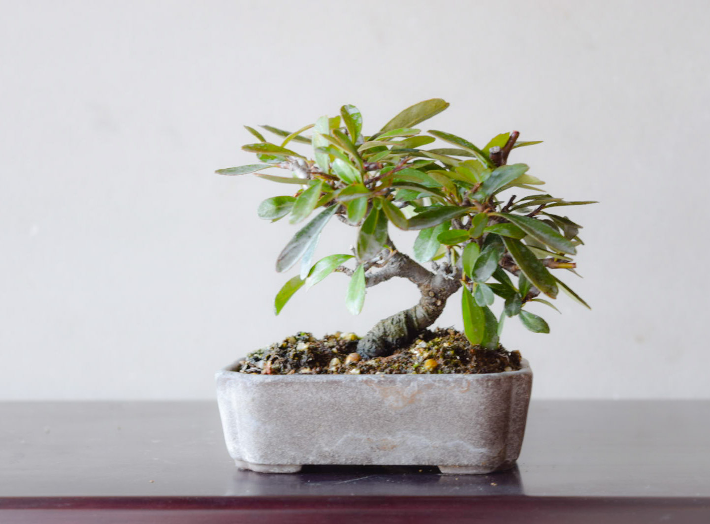 小品盆栽 ピラカンサス no.24(春に花を咲かせ秋に赤い実がなり