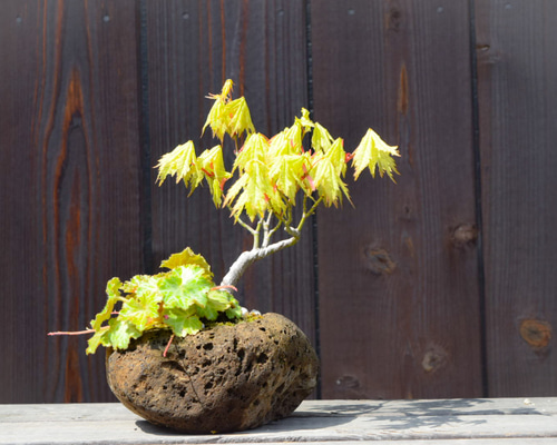 1_6af74250022e34a30a9d6dcffc1c