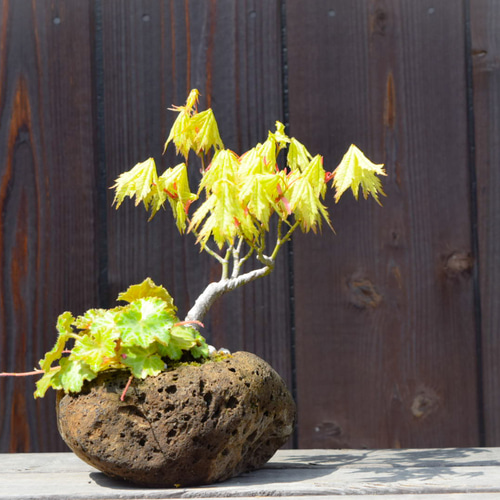 紅葉と苔の鉢植え 寄せ植え もみじ 盆栽 （⑧ 嬉し 紅葉と苔の