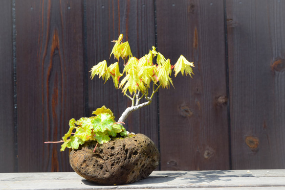 小品盆栽 軽石寄せ植え(変わり葉モミジ、ユキノシタ、屋久島ギボウシ