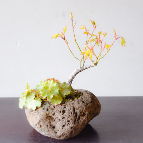 小品盆栽 軽石寄せ植え(変わり葉モミジ、ユキノシタ、屋久島ギボウシ