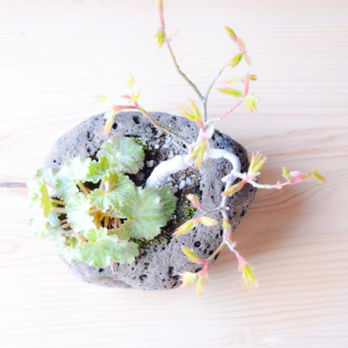 小品盆栽 軽石寄せ植え(変わり葉モミジ、ユキノシタ、屋久島ギボウシ