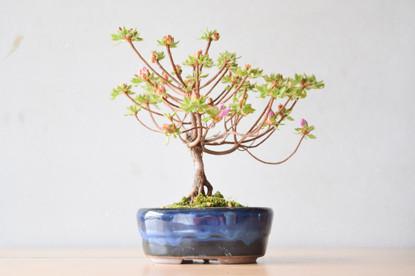 小品盆栽 ミヤマキリシマ no.100 1枚目の画像