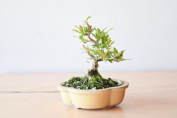 ミニ盆栽 ねじ幹ザクロ no.104 その他インテリア雑貨 盆栽やす 通販