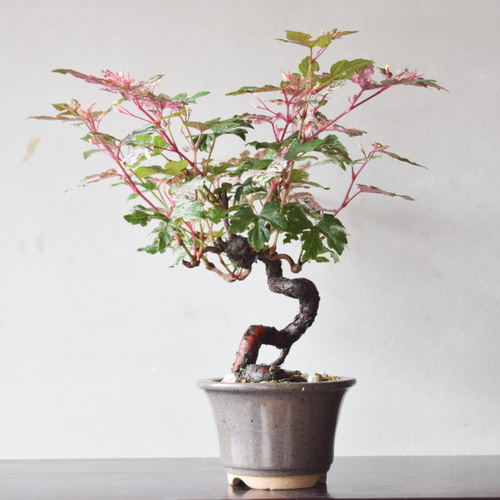 小品盆栽 野葡萄(小石原鉢) no.176 その他インテリア雑貨 盆栽やす