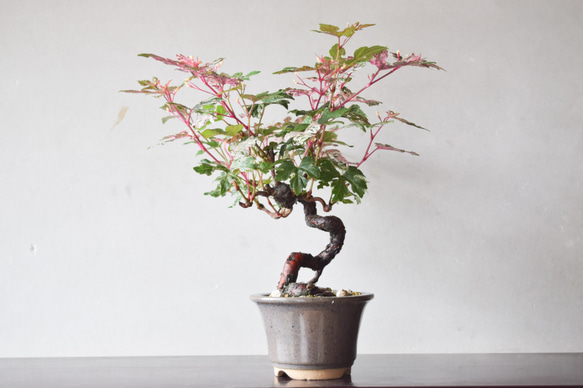 小品盆栽 野葡萄(小石原鉢) no.176 その他インテリア雑貨 盆栽やす