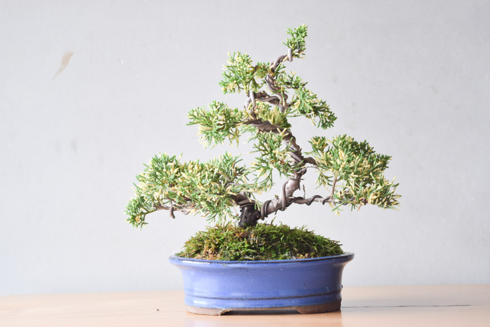 【小品　真柏盆栽】　　　　　　⭕良質お薦め品❗ 真柏 小品盆栽