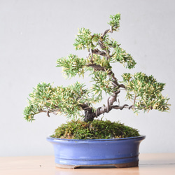 斑入り真柏　盆栽 1_c84a3d6ef94c697c43b802fcb627