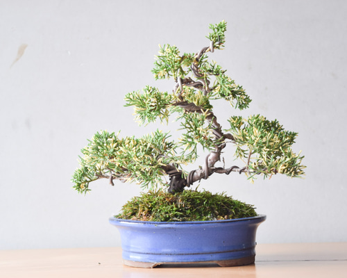 【小品　真柏盆栽】　　　　　　⭕良質お薦め品❗ 楽天市場】盆栽 小品盆栽 真柏 挿し木16年生 シンパク しんぱく
