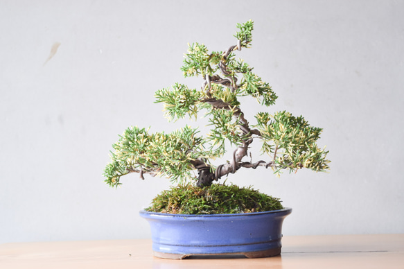 m*1様 真柏盆栽 真柏盆栽 糸魚川真柏 太幹 捻転シャリ幹 小品盆栽 樹高16cm 足元