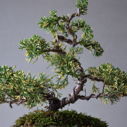 小品盆栽 斑入り真柏 no.186 その他インテリア雑貨 盆栽やす