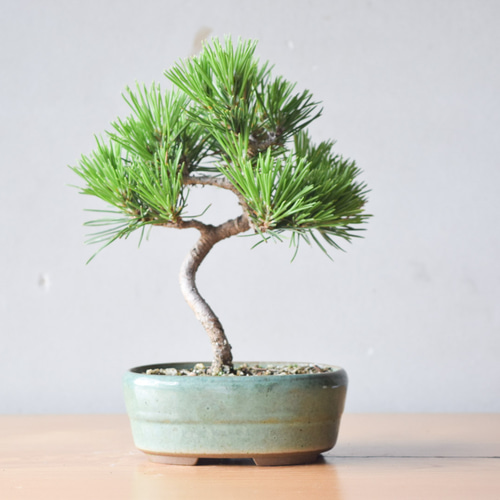 文*作様 黒松 小品盆栽 文*作様 黒松 小品盆栽 小品盆栽 黒松 no.288 その他インテリア